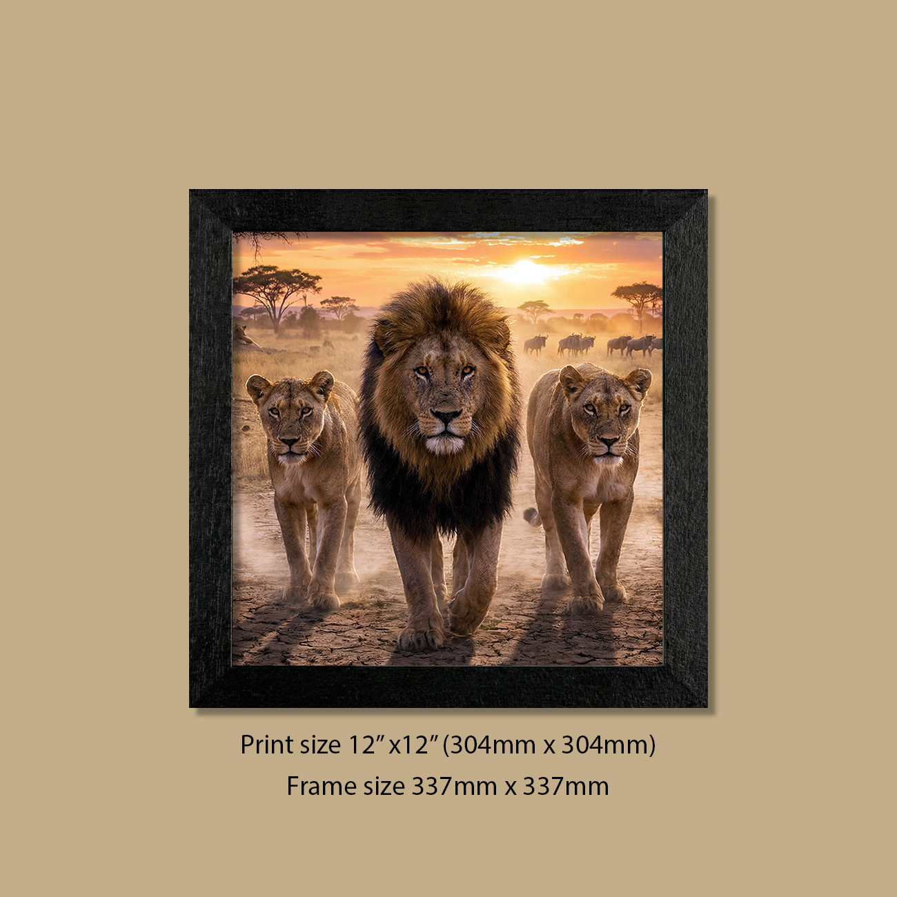12in x 12in (304mm x 304mm) Golden Pride Patrol Lions Print in Contemporary Black Frame