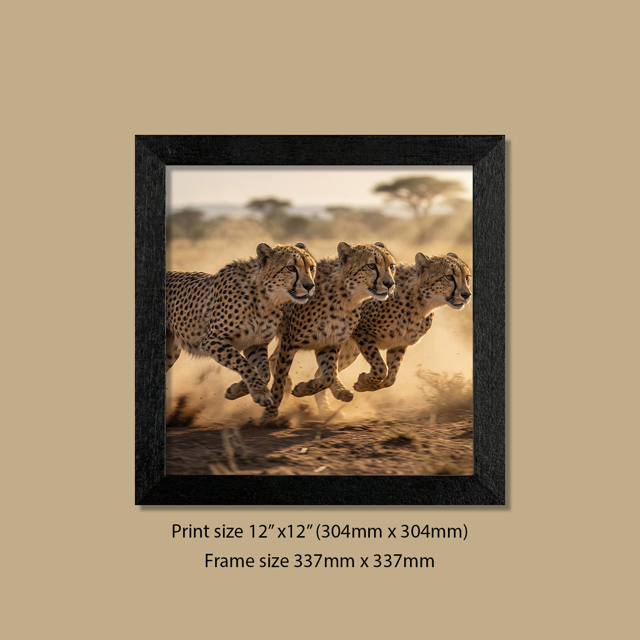 12in x 12in (304mm x 304mm) Lightening Trio Leopards Print in Contemporary Black Frame