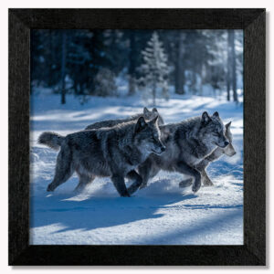 Moonlit Pack