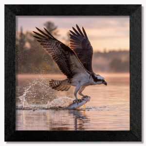 Sunset Splash Hunter