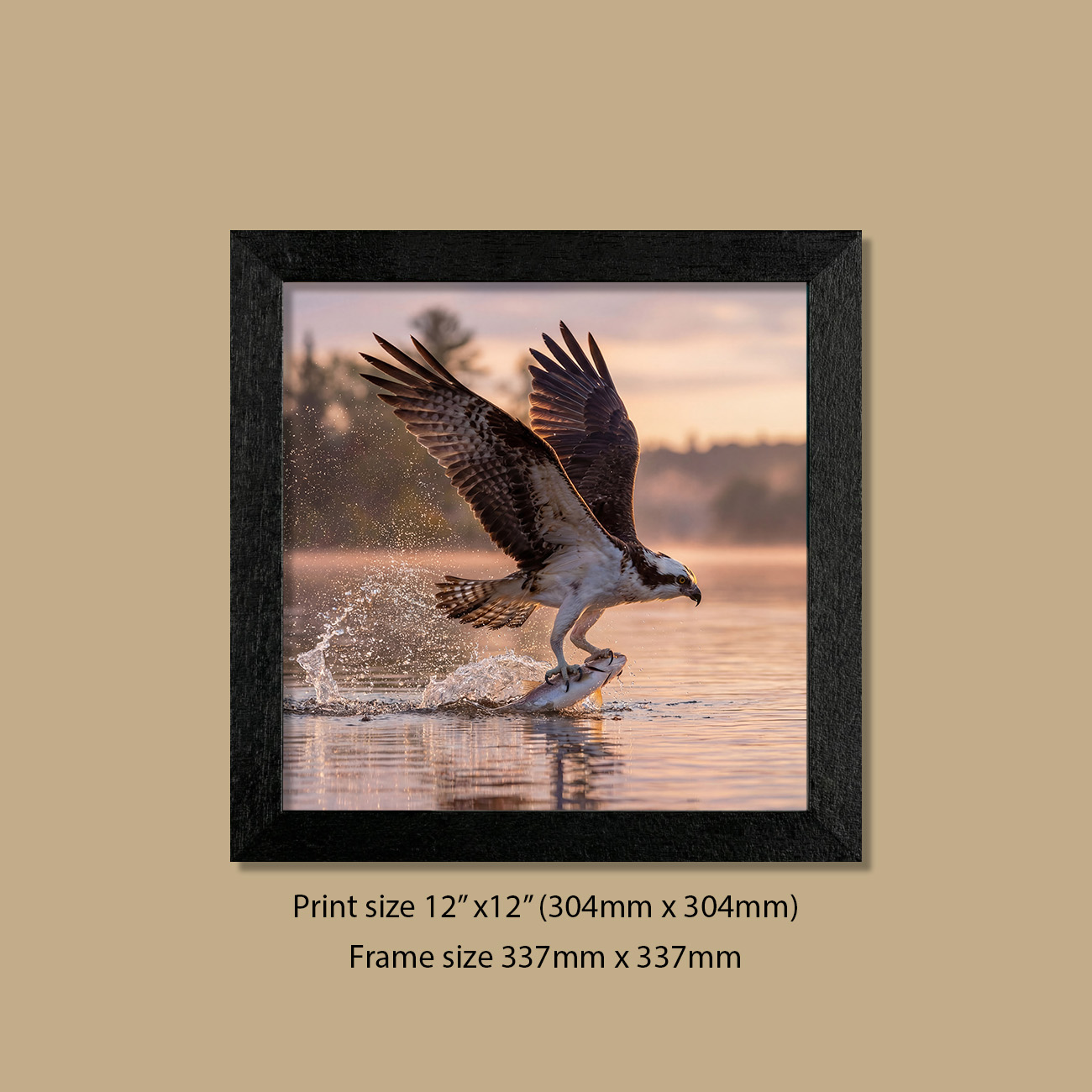 12in x 12in (304mm x 304mm) Sunset Splash Hunter Osprey Print in Contemporary Black Frame