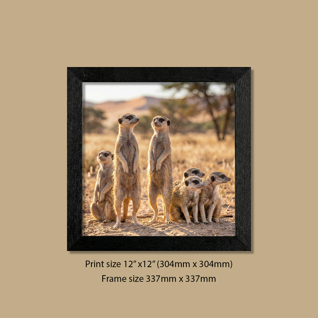12in x 12in (304mm x 304mm) The Lookout Crew Meerkats Print in Contemporary Black Frame